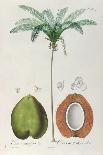 Coconuts and Coconut Tree (Palm Tree)-Louis Michel Dumesnil-Giclee Print