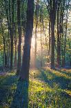 The Bluebells of Micheldever Woods Hampshire at Sunrise-Louis Neville-Framed Photographic Print