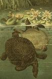 Pond Turtles-Louis Prang-Stretched Canvas