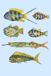 Rarest Curiosities of the Fish of the Indies-Louis Renard-Laminated Art Print