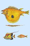 Rarest Curiosities of the Fish of the Indies-Louis Renard-Art Print