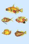 Rarest Curiosities of the Fish of the Indies-Louis Renard-Laminated Art Print