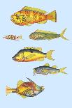 Rarest Curiosities of the Fish of the Indies-Louis Renard-Laminated Art Print