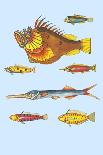 Rarest Curiosities of the Fish of the Indies-Louis Renard-Laminated Art Print