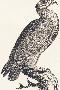 Laminate