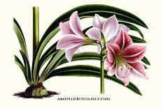 Malaysian Orchid-Louis Van Houtte-Art Print