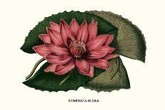 Crimson Water Lily-Louis Van Houtte-Art Print