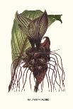 Malaysian Orchid-Louis Van Houtte-Art Print