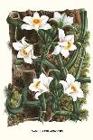 Amaryllis Reticulata Vittata-Louis Van Houtte-Art Print