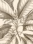 Amaryllis Reticulata Vittata-Louis Van Houtte-Art Print