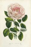 Van Houtte Pink Rose-Louis Van Houtte-Art Print