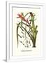 Gramercy White