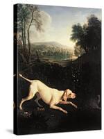 Louis XIV's Dog, Tane-Alexandre-Francois Desportes-Stretched Canvas