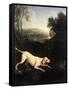 Louis XIV's Dog, Tane-Alexandre-Francois Desportes-Framed Stretched Canvas