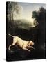 Louis XIV's Dog, Tane-Alexandre-Francois Desportes-Stretched Canvas