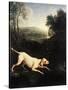 Louis XIV's Dog, Tane-Alexandre-Francois Desportes-Stretched Canvas