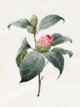 Camellia, 1826-Louise D'Orleans-Giclee Print