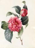 Red Primula Auricula, 1830 (W/C and Bodycolour on Paper with a Prepared Ground)-Louise D'Orleans-Giclee Print