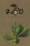 Hybrid Auricula, 1830-Louise D'Orleans-Giclee Print