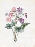 White Primroses and Early Hybrid Crocuses, 1830-Louise D'Orleans-Giclee Print