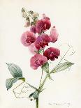 Sweet Peas (Quitro) and Violas, 1830 (W/C and Bodycolour on Paper with a Prepared Ground)-Louise D'Orleans-Giclee Print