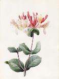 Red Primula Auricula, 1830 (W/C and Bodycolour on Paper with a Prepared Ground)-Louise D'Orleans-Giclee Print