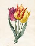 Mixed Flowers-Louise D'Orleans-Giclee Print