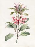 Lonicera Periclymenum (Honeysuckle) 1830-Louise D'Orleans-Giclee Print