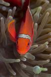 Barrier Reef Anenomefis (Amphiprion Akindynos) in Tentacles of Host Anemone in Symbiosis-Louise Murray-Photographic Print