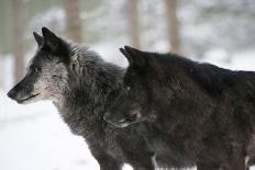 Two Black Melanistic Variants of North American Timber Wolf (Canis Lupus) in Snow, Austria, Europe-Louise Murray-Framed Photographic Print