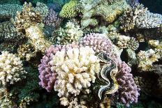 Typical Healthy Red Sea Hard Coral Reef Landscape, Marsa Alam, Egypt, North Africa, Africa-Louise-Mounted Photographic Print