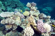 Typical Healthy Red Sea Hard Coral Reef Landscape, Marsa Alam, Egypt, North Africa, Africa-Louise-Laminated Photographic Print