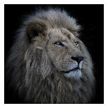 Proud Lion-Louise Wolbers-Stretched Canvas