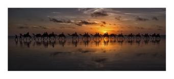 Sunset Camel Ride-Louise Wolbers-Stretched Canvas