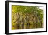 Louisiana, Atchafalaya Basin. Cypress Trees Reflect in Swamp-Jaynes Gallery-Framed Photographic Print