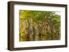 Louisiana, Atchafalaya Basin. Cypress Trees Reflect in Swamp-Jaynes Gallery-Framed Photographic Print