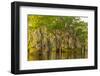 Louisiana, Atchafalaya Basin. Cypress Trees Reflect in Swamp-Jaynes Gallery-Framed Photographic Print