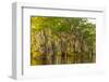 Louisiana, Atchafalaya Basin. Cypress Trees Reflect in Swamp-Jaynes Gallery-Framed Photographic Print