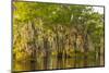 Louisiana, Atchafalaya Basin. Cypress Trees Reflect in Swamp-Jaynes Gallery-Mounted Photographic Print