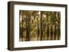 Louisiana, Atchafalaya Basin. Cypress Trees Reflect in Swamp-Jaynes Gallery-Framed Photographic Print