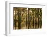 Louisiana, Atchafalaya Basin. Cypress Trees Reflect in Swamp-Jaynes Gallery-Framed Photographic Print