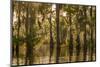Louisiana, Atchafalaya Basin. Cypress Trees Reflect in Swamp-Jaynes Gallery-Mounted Photographic Print