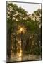 Louisiana, Atchafalaya Basin. Cypress Trees Reflect in Swamp-Jaynes Gallery-Mounted Photographic Print