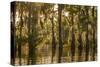 Louisiana, Atchafalaya Basin. Cypress Trees Reflect in Swamp-Jaynes Gallery-Stretched Canvas