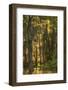 Louisiana, Atchafalaya Basin. Cypress Trees with Spanish Moss-Jaynes Gallery-Framed Photographic Print