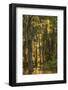 Louisiana, Atchafalaya Basin. Cypress Trees with Spanish Moss-Jaynes Gallery-Framed Photographic Print