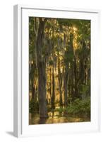 Louisiana, Atchafalaya Basin. Cypress Trees with Spanish Moss-Jaynes Gallery-Framed Photographic Print