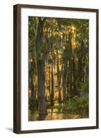 Louisiana, Atchafalaya Basin. Cypress Trees with Spanish Moss-Jaynes Gallery-Framed Photographic Print