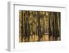 Louisiana, Atchafalaya Basin. Cypress Trees with Spanish Moss-Jaynes Gallery-Framed Photographic Print
