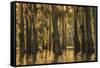 Louisiana, Atchafalaya Basin. Cypress Trees with Spanish Moss-Jaynes Gallery-Framed Stretched Canvas